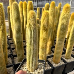 Weberbauerocereus jhonsonii