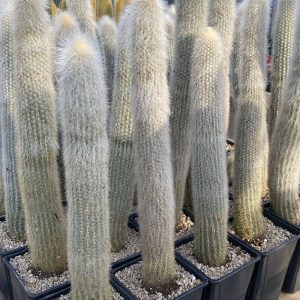 Cleistocactus straussi