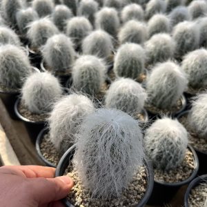 Cephalosereus senilis (Cactus Viejito)