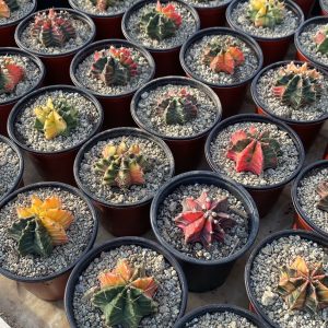 Gymnocalycium mihanovichii