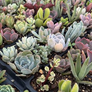 Variedad de Suculentas